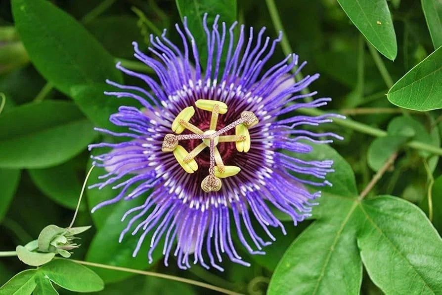 Passion Flower Starter Plant 4” Passiflora Incarnata Live Green Plant, Ships Without Pot