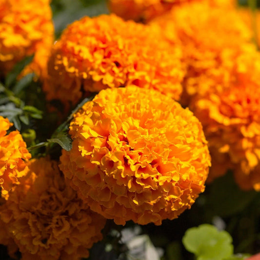 Hawaii Orange African Marigold Seeds - Tagetes erecta, Bright Orange Flower Seeds for Borders, Containers, Pollinator Attraction, Deer Resistant