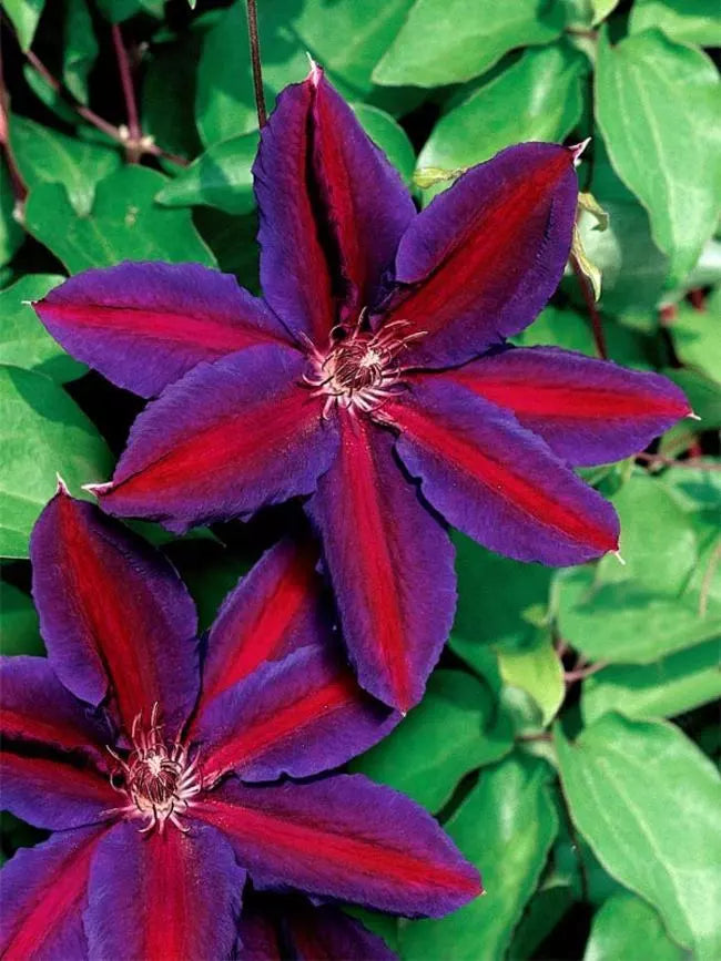 Clematis Seeds - 25 Purple Red Climbing Perennial Garden Flower - Clematis 'Multi Blue' for Trellises & Fences