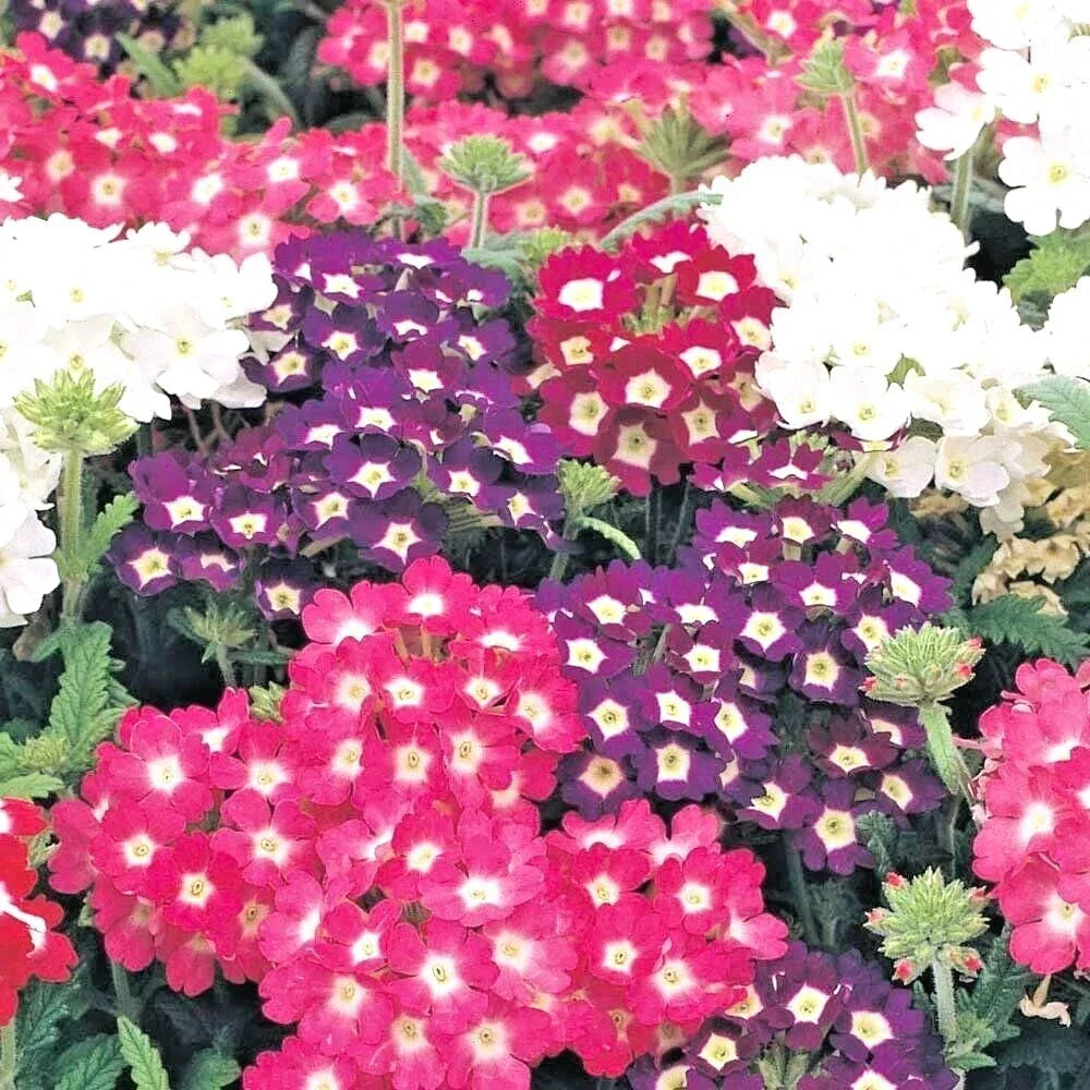 Verbena Mix Flower Seeds - 201+ Varieties for Groundcover, Hanging Baskets, Container Gardens - Vibrant Pollinator-Friendly Verbena spp.