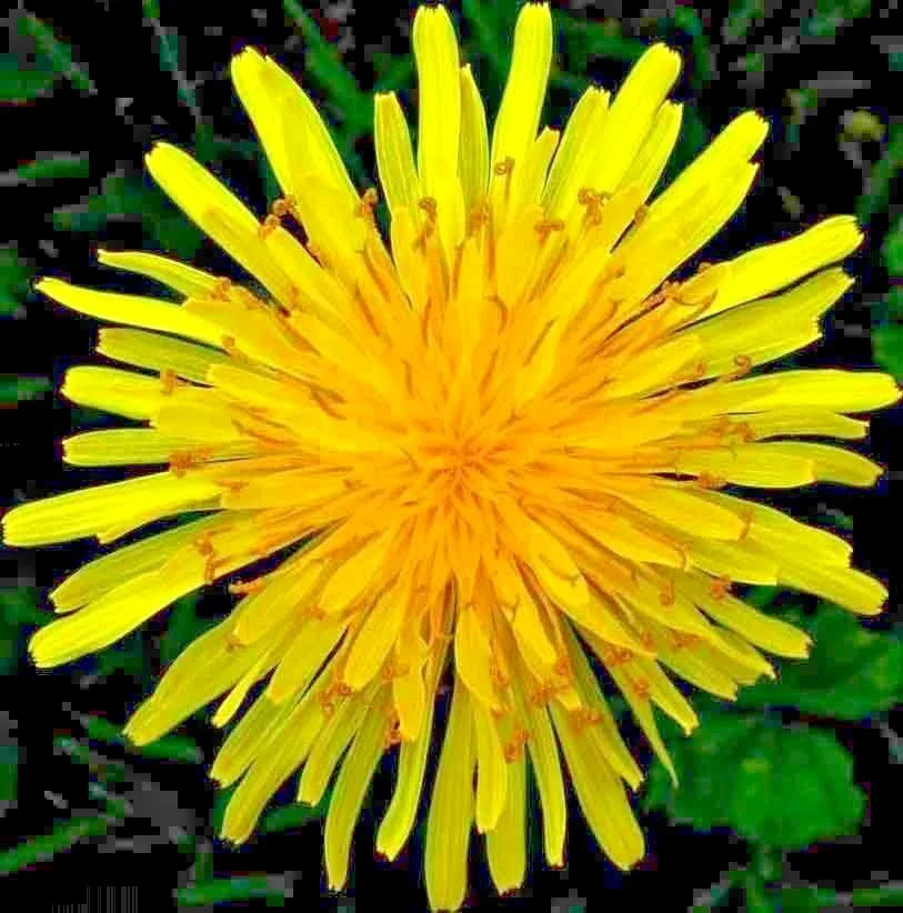 Organic Dandelion Seeds for Microgreens & Salads - Taraxacum officinale - 1000+ Premium Seeds for Perennial Herb Gardening
