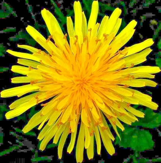 Organic Dandelion Seeds for Microgreens & Salads - Taraxacum officinale - 1000+ Premium Seeds for Perennial Herb Gardening