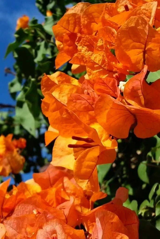 Live Bougainvillea Starter Plant - Bengal Orange Variegated Bougainvillea Spectabilis in Pot