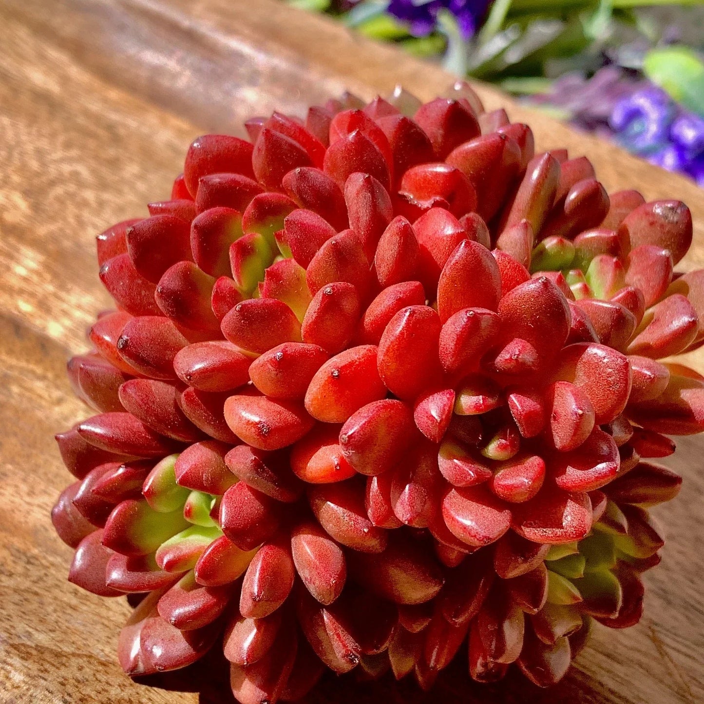 Echeveria Pink Rubby Succulent Plant - 3" Potted Live Succulent - Pink and Green Rosette - Echeveria spp.