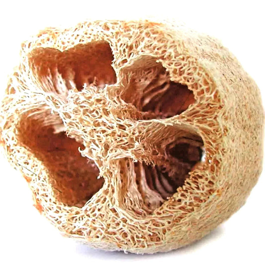Loofah Seeds - 10 Heirloom Sponge Gourd Non-GMO Luffa aegyptiaca for Gardening, Climbing Vine, Edible & Natural Sponge