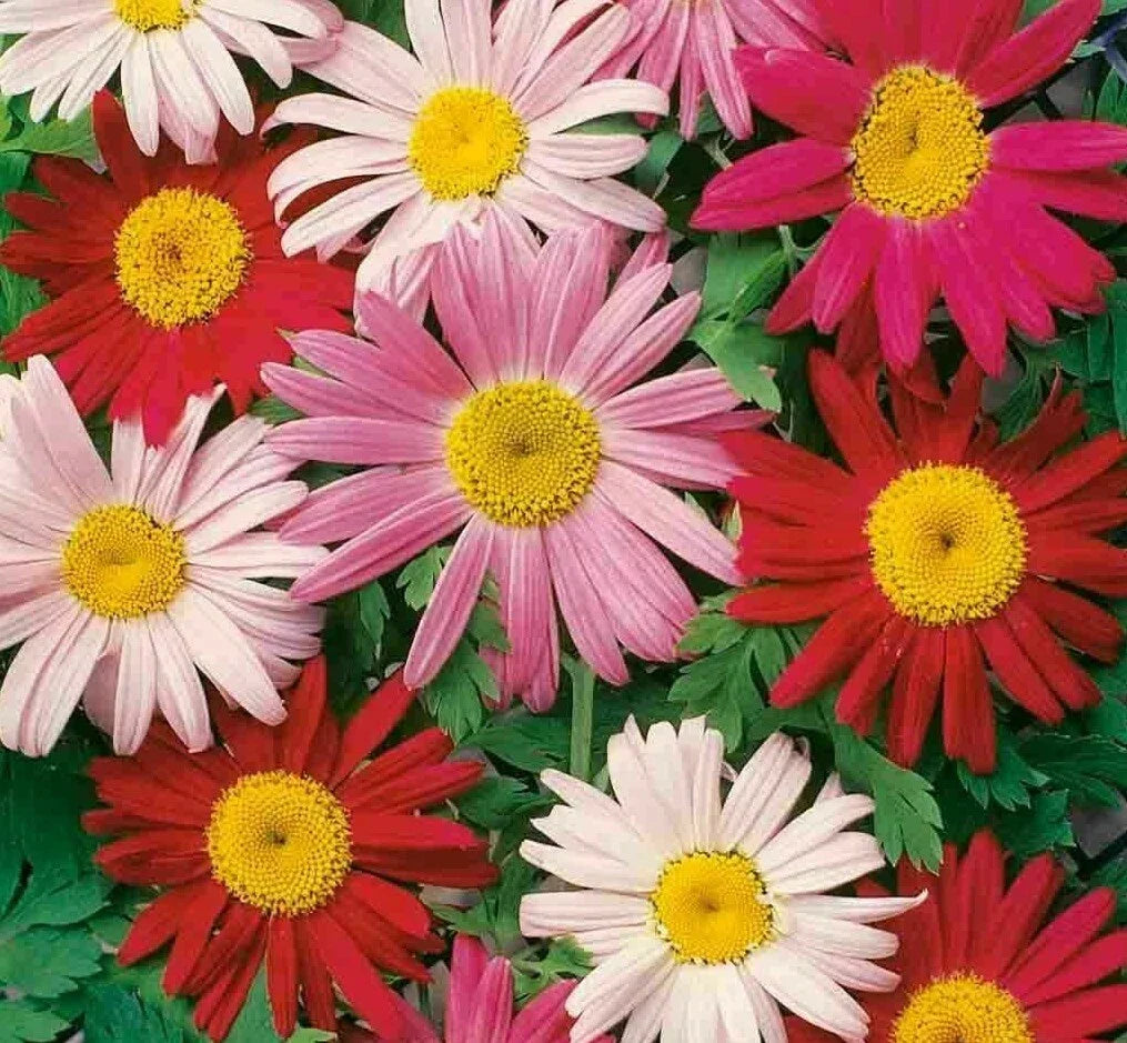Painted Daisy Flower Seeds – 200+ Annual Wildflower Seeds for Bees, Bellis perennis, Vibrant Colors, Easy to Grow