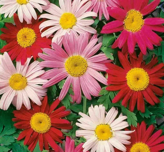 Painted Daisy Flower Seeds – 200+ Annual Wildflower Seeds for Bees, Bellis perennis, Vibrant Colors, Easy to Grow