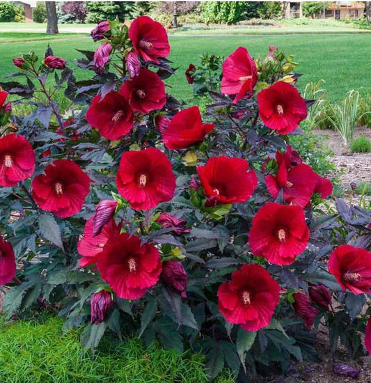 Midnight Marvel Hardy Hibiscus Starter Plant - Small Rooted Hibiscus moscheuto for Gardens & Containers