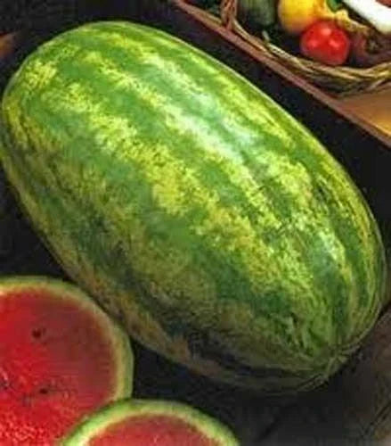 Klondike Blue Ribbon Stripe Watermelon Seeds - Heirloom Citrullus lanatus Pack of 20 for Home Gardening