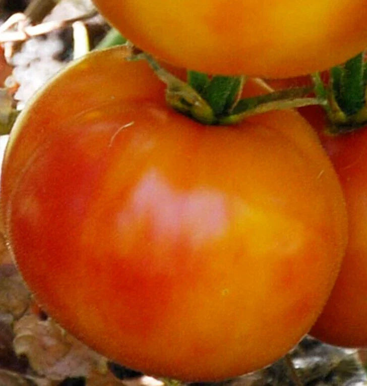 Hillbilly Tomato Seeds 100+ Count Indeterminate Beefsteak (Solanum lycopersicum) Heirloom for Vegetable Garden
