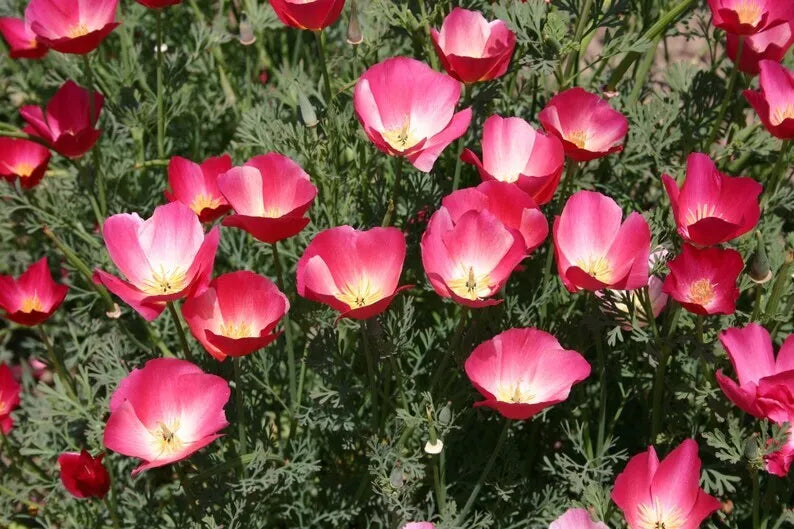 Carmine King California Poppy Seeds – 250+ Eschscholzia Californica Flower Seeds for Gardens, Wildflowers, and Pollinator Attraction