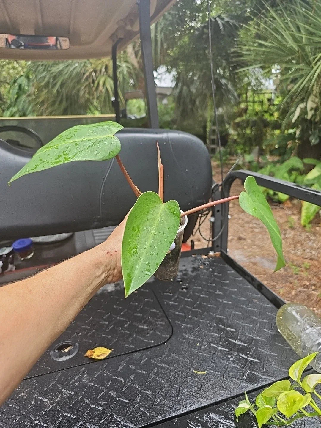 Rooted Top Cutting Philodendron Red Emerald Live Plant - Philodendron erubescens, Vibrant Red and Green Foliage