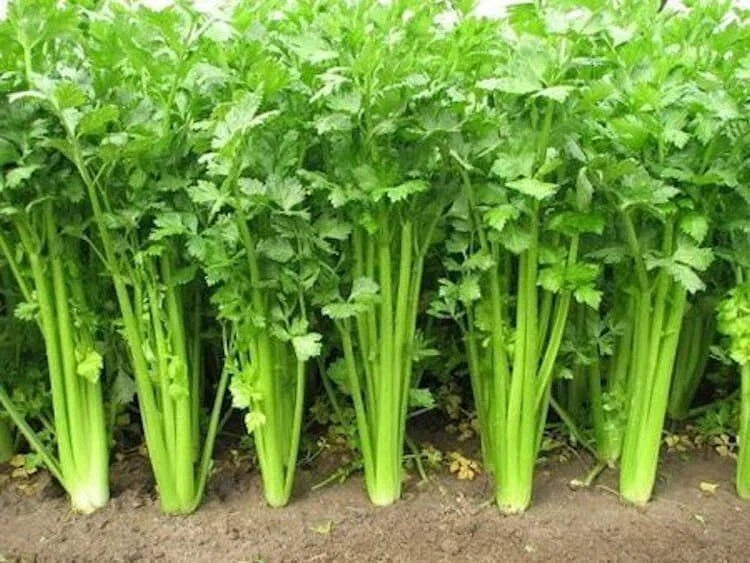 Chinese Celery Seeds - Non-GMO Heirloom Apium graveolens var. secalinum for Home Garden, Fast Shipping