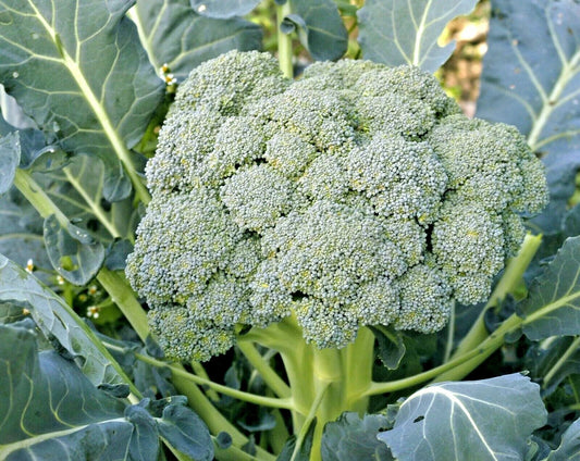 Organic Heirloom Broccoli Seeds - Waltham 29, Non-GMO, 301+ Seeds, Cool Season Vegetable Garden, Brassica oleracea var. italica