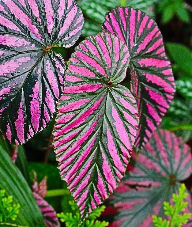Begonia Brevirimosa Exotica Red Live Plant - 4-6" Tropical Foliage Indoor Houseplant, Decorative Compact Plant