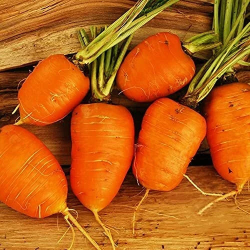 Oxheart Carrot Seeds | Heirloom Non-GMO Organic Vegetable Seeds | Daucus carota | Unique Heart-Shaped Carrots