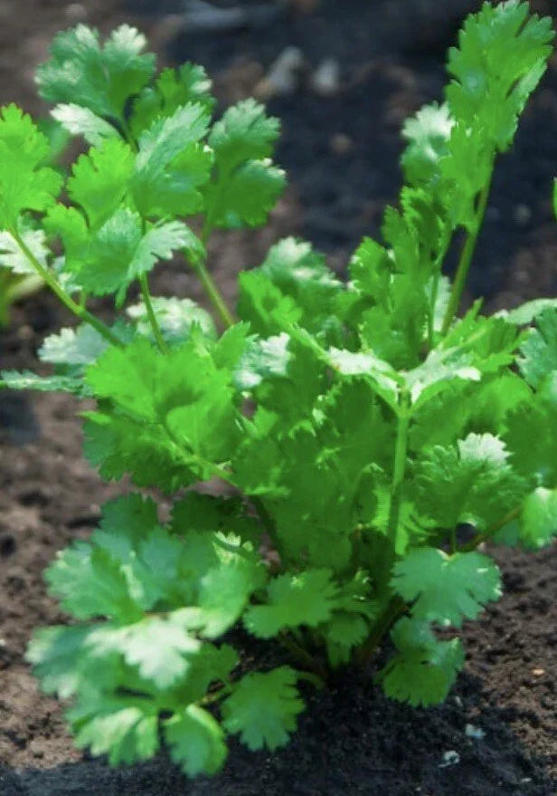 Cilantro Seeds 500 Heirloom Non-GMO Coriandrum sativum Culinary Herb for Fresh Flavor, Garden or Indoor Planting