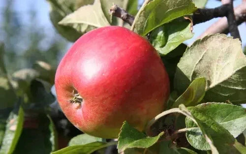 Freedom Apple Seeds - Pack of 25 Non-GMO Organic Malus domestica 'Freedom' for Home Garden Planting