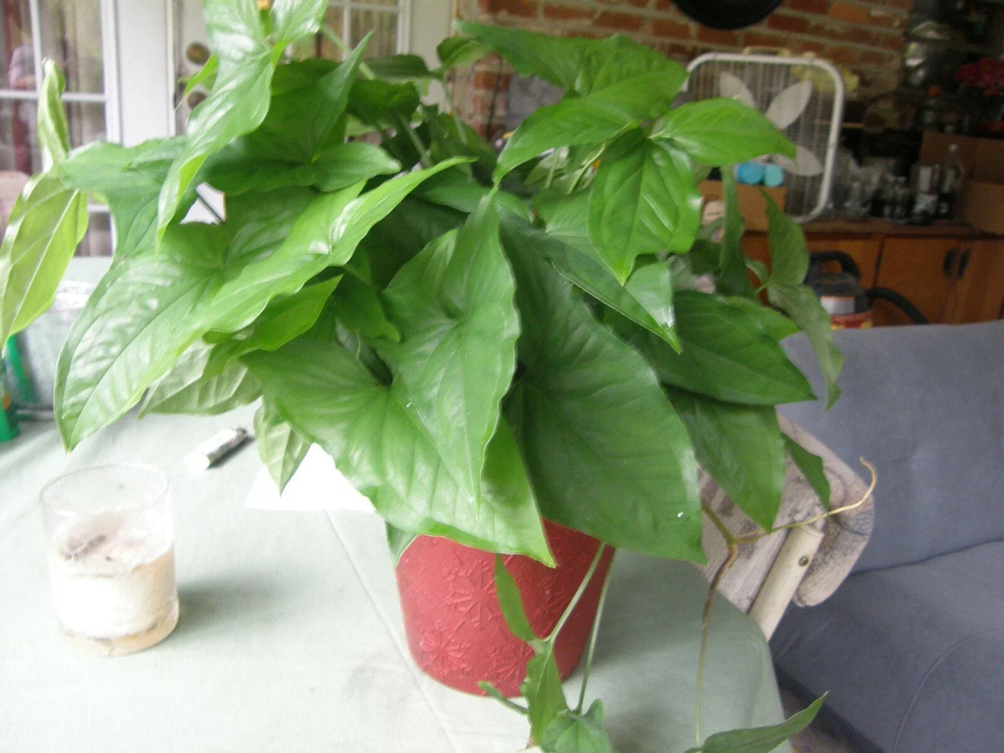 Syngonium Podophyllum Cuttings - Green Arrowhead Vine - Lot of 5 - Houseplant Propagation Set - Araceae Indoor Garden
