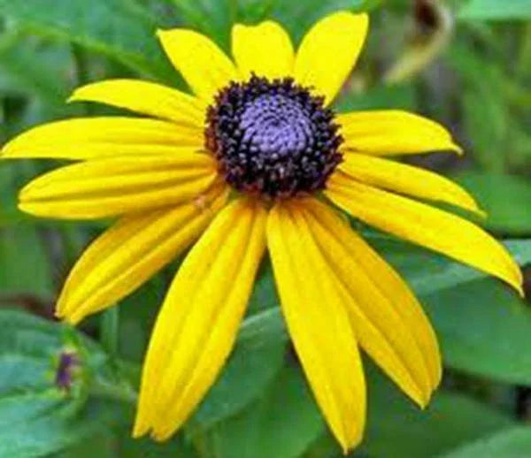 Black Eyed Susan Seeds - 1000+ Rudbeckia hirta Flower Seeds for Garden, Borders, and Containers, Bright Yellow Blooms