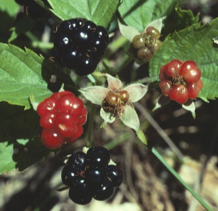 Swamp Dewberry Plants – 5 Bare Root Native Edible Berry Bushes – Rubus caesius – Low-Growing Wild Fruit Plants for Edible Landscaping