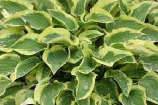 Hosta Plant - Pilgrim Variety - Shade Garden Perennial - Hosta ventricosa - Variegated Foliage, Low Maintenance, Moist Soil