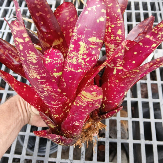 Large Bare Root Bromeliad Plants Set | Red Neoregelia Burgundy Tropical Houseplant | 3 Pups