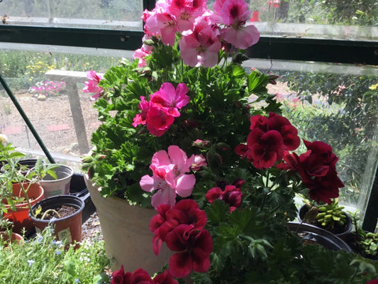Martha Washington Geranium Cuttings (6) Pelargonium Mix for Rooting, Vibrant Flowering Plants, Indoor Garden, Easy to Grow