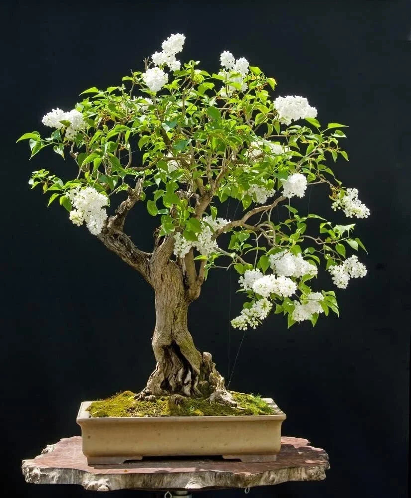 Japanese White Lilac Bonsai Seeds - 30 Seeds - Syringa reticulata - Ideal for Indoor or Outdoor Planting and Growing