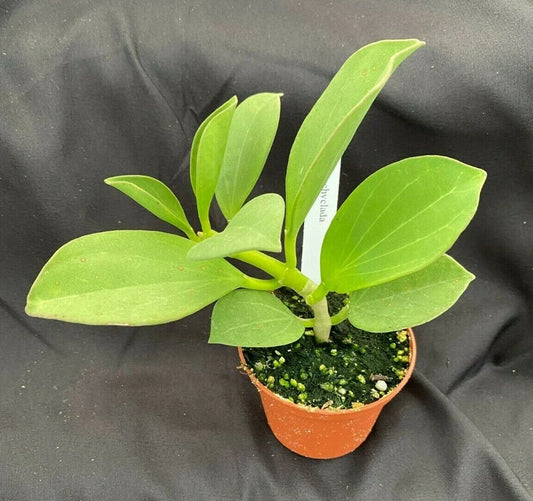 Hoya Pachyclada Plant in 2.5" Pot | Rooted Indoor Houseplant with Waxy Leaves | Trailing Vining Hoya Variety
