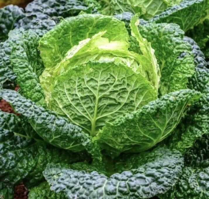 Savoy Perfection Cabbage Seeds | Heirloom NON-GMO Brassica oleracea | 500 Seeds for Organic Gardening