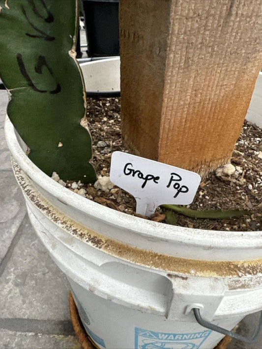 Grap Pop Dragon Fruit Cutting 8-12 Inches | Hylocereus undatus | Edible Cactus Plant for Home Gardening