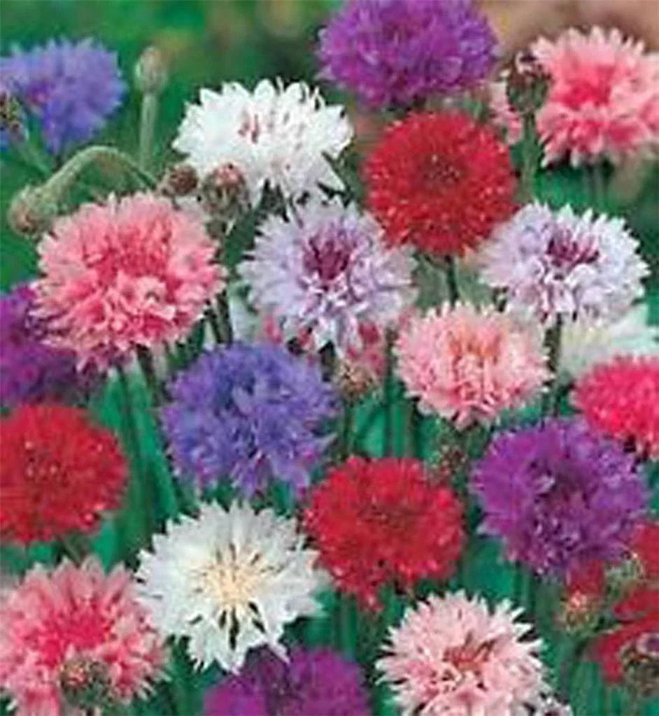 Bachelor Button Seeds Tall Mix 1000 Seeds, Vibrant Blue Pink White Flowers, Centaurea cyanus, Annual for Borders & Cutting Gardens