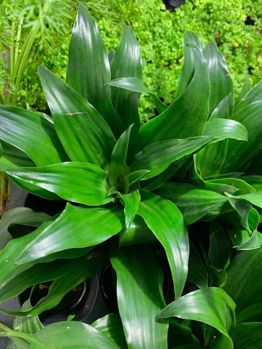 Janet Craig Pineapple Plant - Dracaena Compacta Live Indoor House Plant - Greenery, Low Maintenance, Buy 2 Get 1 Free