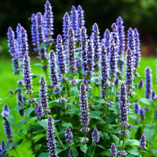 Korean Mint Seeds 500+ Count - Agastache rugosa Heirloom Herb for Culinary & Pollinators
