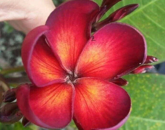 Jamaican Fire Plumeria Cutting - 3 Tip Fragrant Tropical Flower - Plumeria rubra Garden Plant
