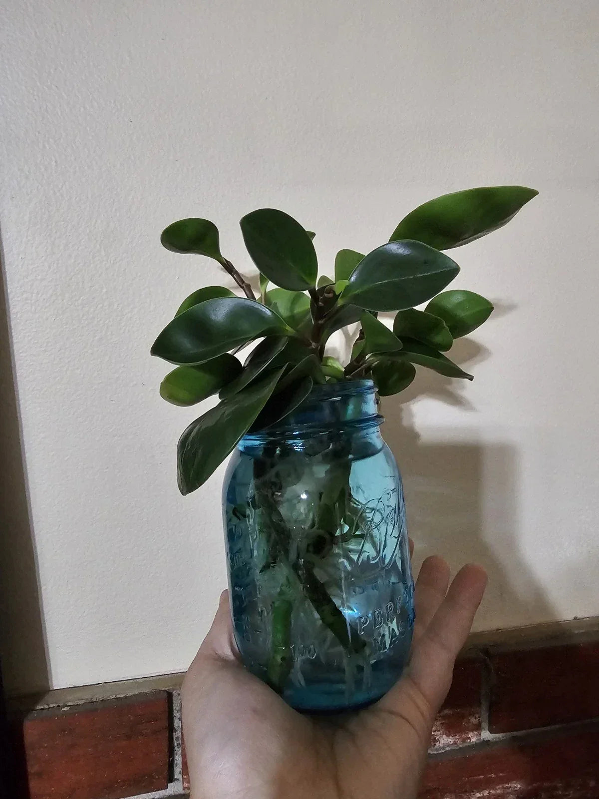 Baby Rubber Plant Cutting - Rooted Peperomia obtusifolia Indoor Houseplant, Easy Care, Air-Purifying, Compact, Low Maintenance
