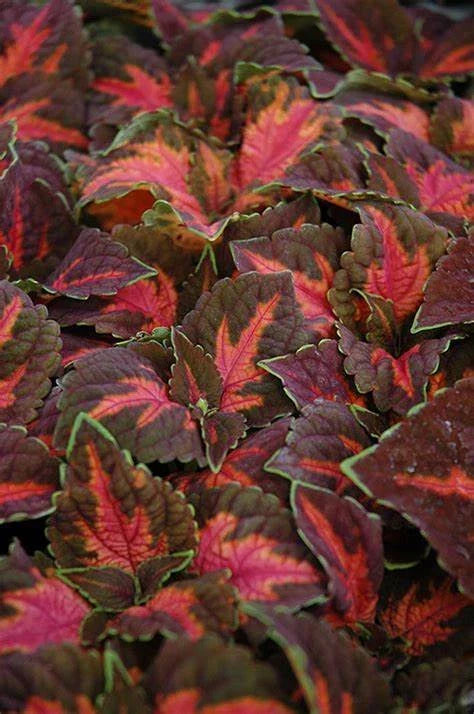 Festive Dance Coleus Seeds - 40 Fresh Coleus blumei Seeds for Colorful Gardens & Indoor Planting