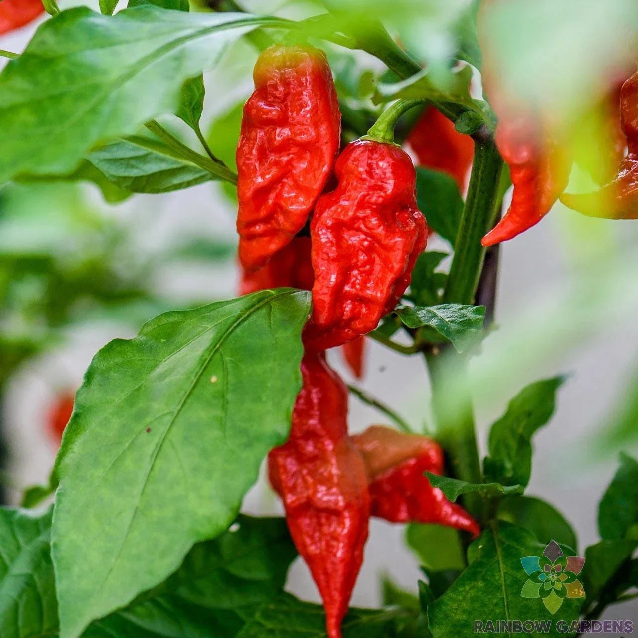 Bhut Jolokia Hot Pepper Seeds - 25+ Pack, Ghost Pepper, Capsicum chinense, Spicy Chili Seeds for Gardening & Culinary Use