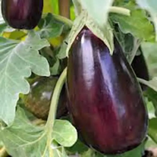 Eggplant Seeds, Black Beauty Heirloom, Non-GMO, Solanum melongena, 100 Seeds