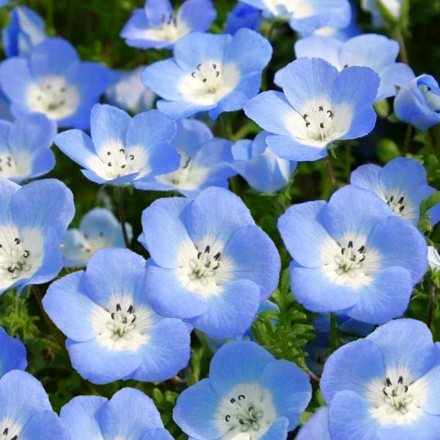 Baby Blue Eyes Seeds - Nemophila Menziesii - Sky Blue Flowers for Spring Planting - Easy to Grow Ground Cover & Border Plant