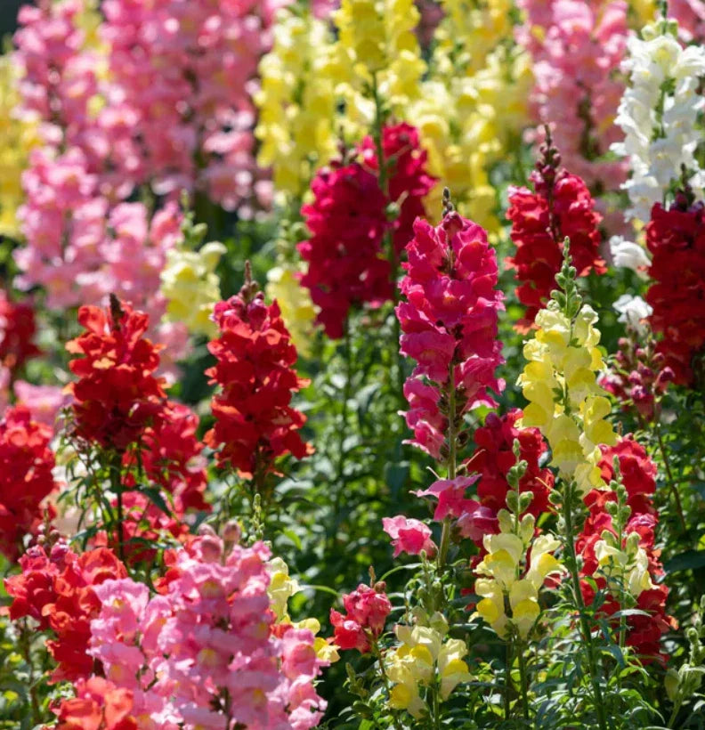 Snapdragon Seeds Rainbow Mix - Non-GMO Antirrhinum majus for Cut Flowers & Hummingbird Attraction - 2000 Seeds