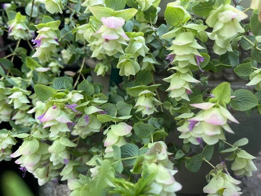 Ornamental Cascade Oregano Plant Well-Rooted Plug - Origanum rotundifolium Kent Beauty Ground Cover Herb