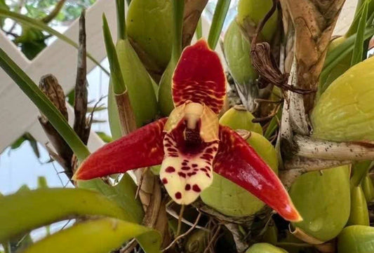 Maxillaria tenuifolia Orchid Cutting – Fragrant Exotic Flowering Orchid Plant, Blooming Size, Sweet-Scented Blooms