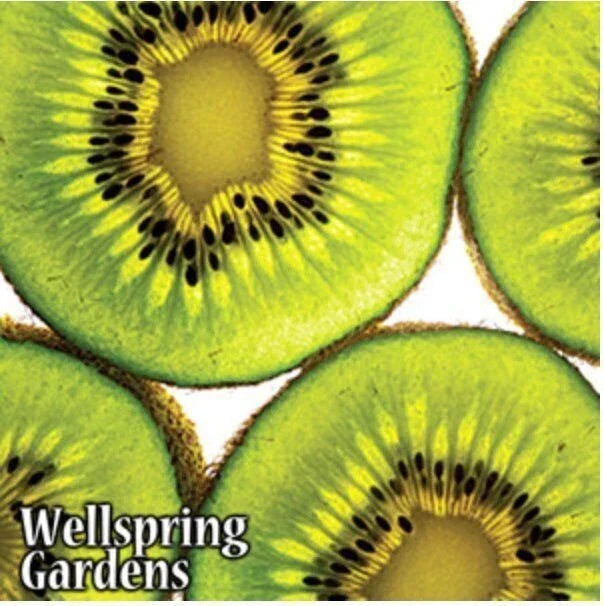 Vincent Female Kiwi Plant - Live 3-Inch Pot - Actinidia chinensis - Hardy Climbing Vine for Garden and Patio
