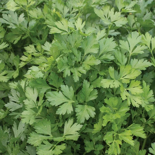 Italian Giant Parsley Seeds - Non-GMO Heirloom Herb Seeds for Cooking & Garnishing - Petroselinum crispum, Full Sun, 100 Seeds