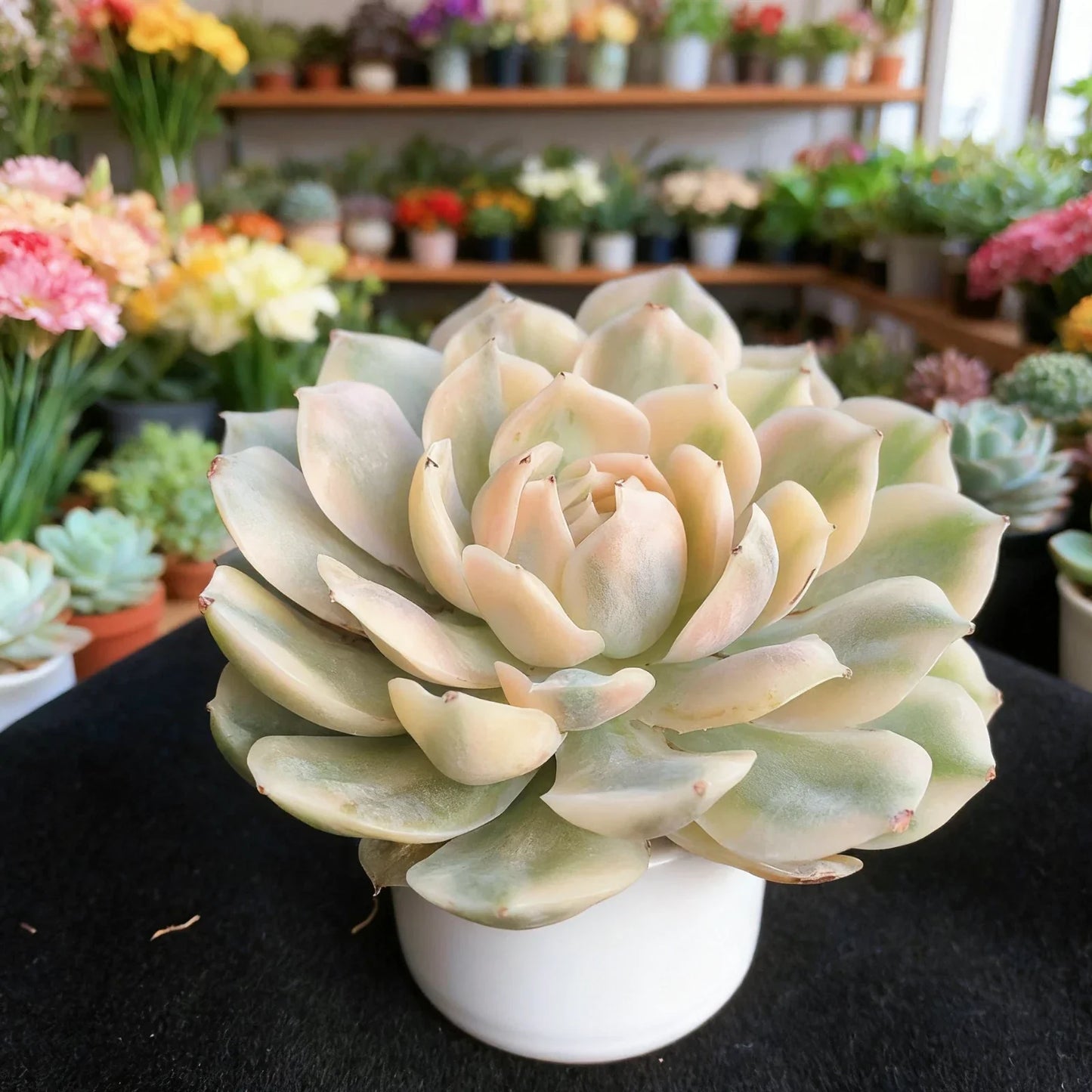 Echeveria Onslow Variegated Succulent Plant - 3 Inch Bare Root - Rare Live Succulent - Easy Care Indoor Plant