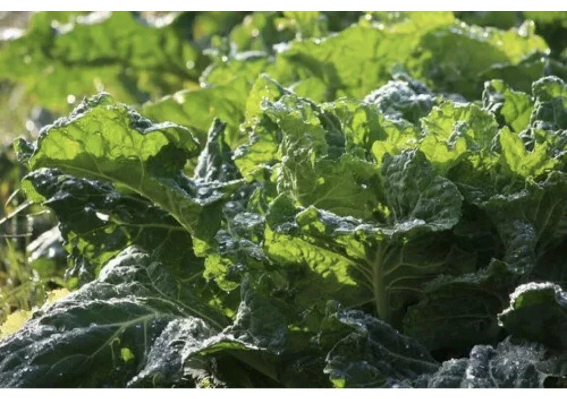 Mustard Green Seeds 100 Pack Organic Florida Broad Leaf Brassica juncea Edible Leafy Green