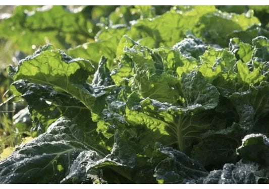 Mustard Green Seeds 100 Pack Organic Florida Broad Leaf Brassica juncea Edible Leafy Green