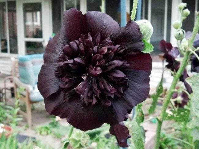 Black Prince Hollyhock Seeds | Perennial Flower Seeds | Dark Burgundy Alcea rosea | Garden, Border, Cut Flower